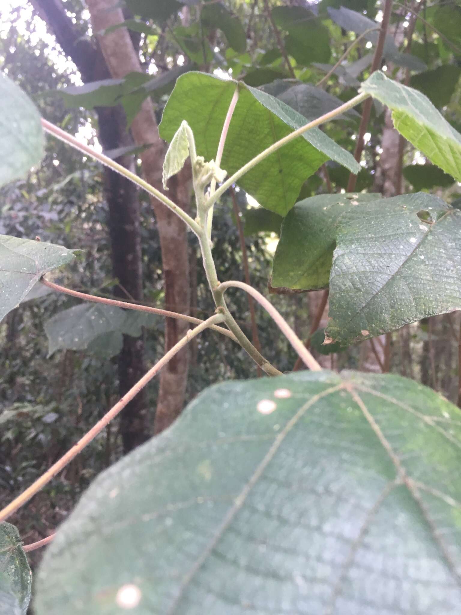 Image de Macaranga involucrata Baill.