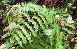 Image of Lady-fern