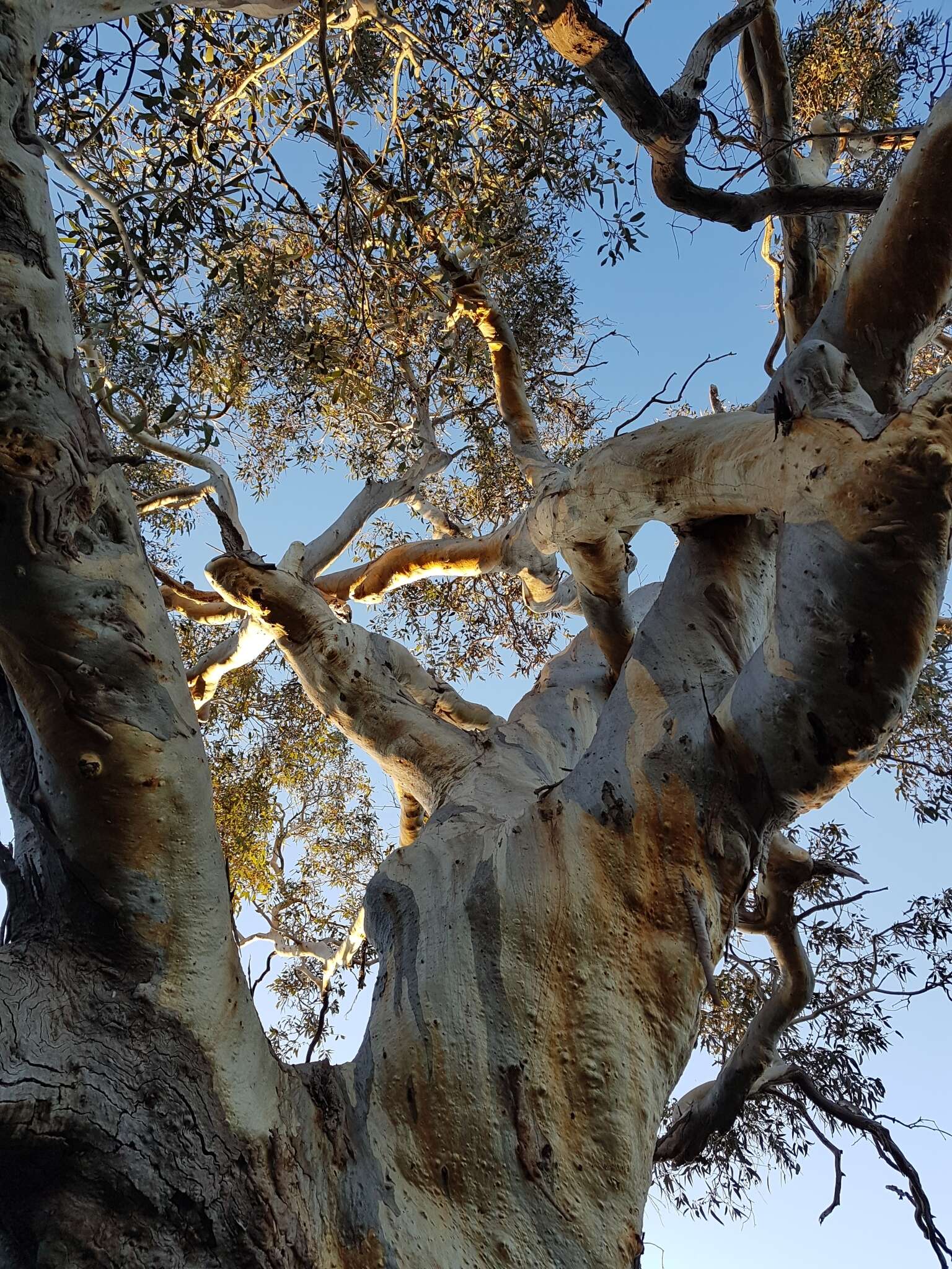 Image of Blakely's Red Gum