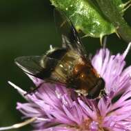 Image of Leucozona lucorum (Linnaeus 1758)