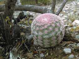 Image de Echinocereus pectinatus subsp. pectinatus