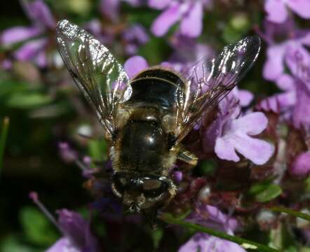 Image of Syrphid fly