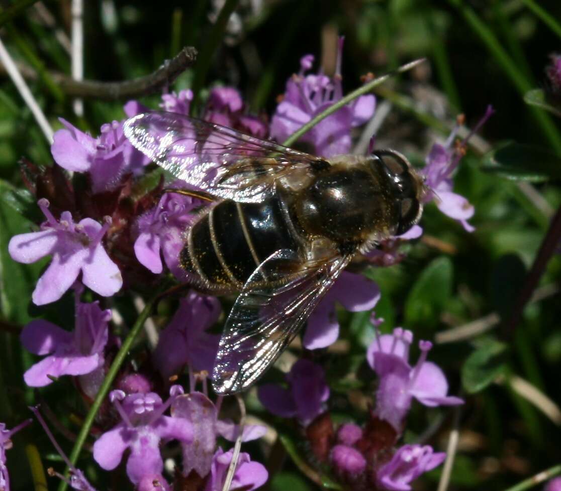 Image of Syrphid fly