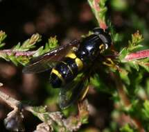 Image de Chrysotoxum bicinctum (Linnaeus 1758)