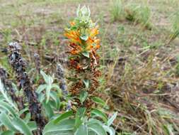 Image of Buddleja tubiflora Benth.