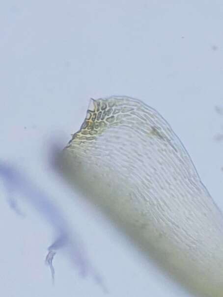 Image of <i>Stereodon callichrous</i>