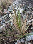 Image of serpentine reedgrass