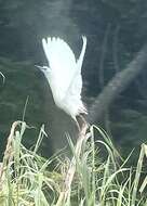 Image of Madagascar Pond-Heron