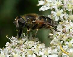 Imagem de <i>Eristalis abusiva</i>