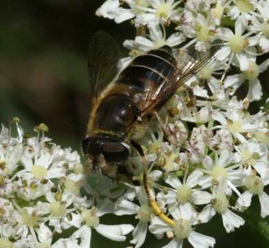 Image of <i>Eristalis abusiva</i>