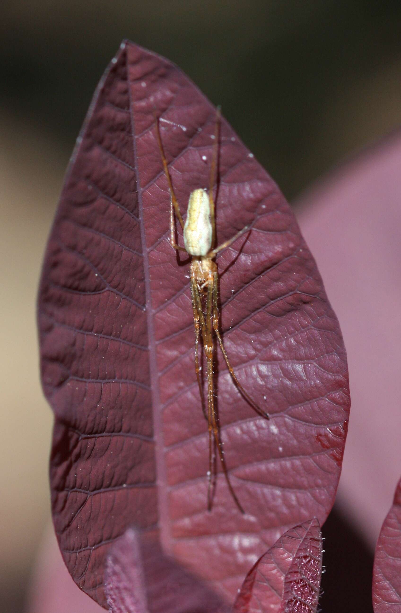 Image de Tetragnatha extensa (Linnaeus 1758)