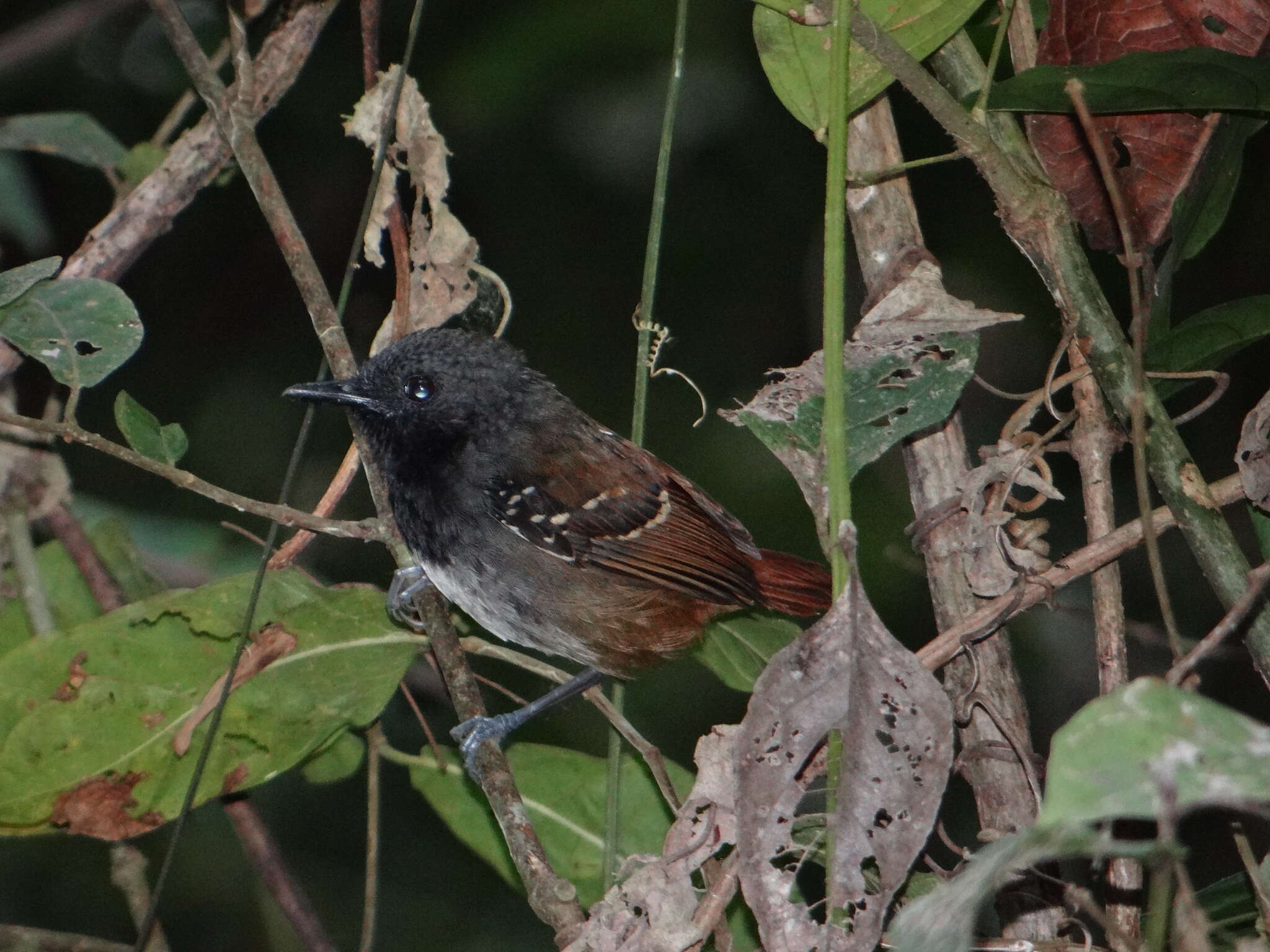 Image of Southern Chestnut-tailed Antbird