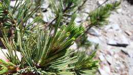 Image of whitebark pine