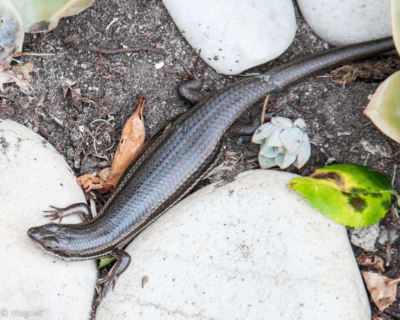 Image of Trachylepis homalocephala (Wiegmann 1828)