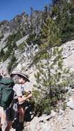 Image of whitebark pine