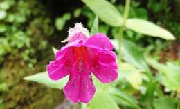 Image of Great Purple Monkey-Flower