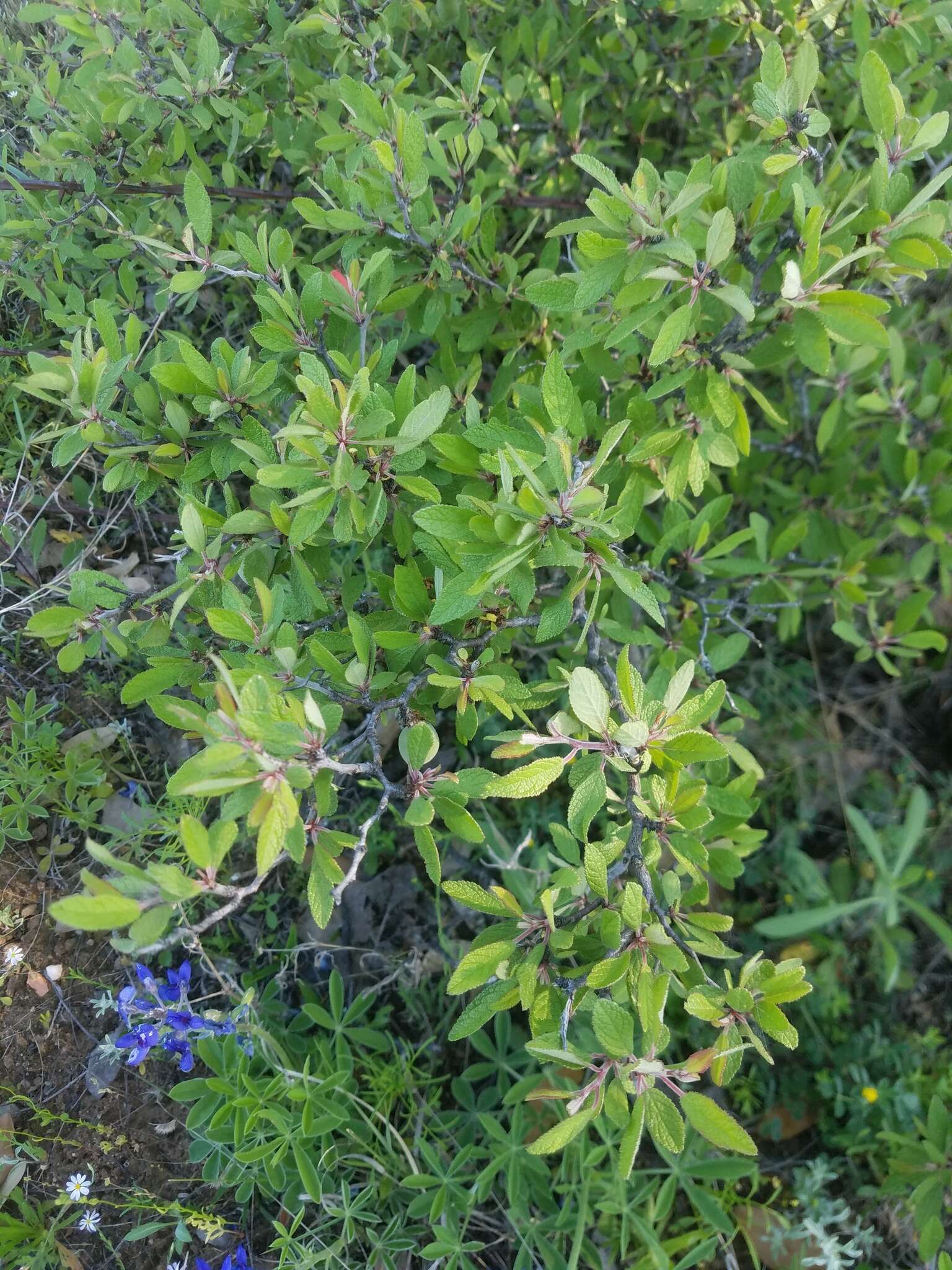 Plancia ëd Prunus texana Dietr.