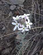 Plancia ëd Arjona patagonica Homb. & Jacquinot ex Decne.