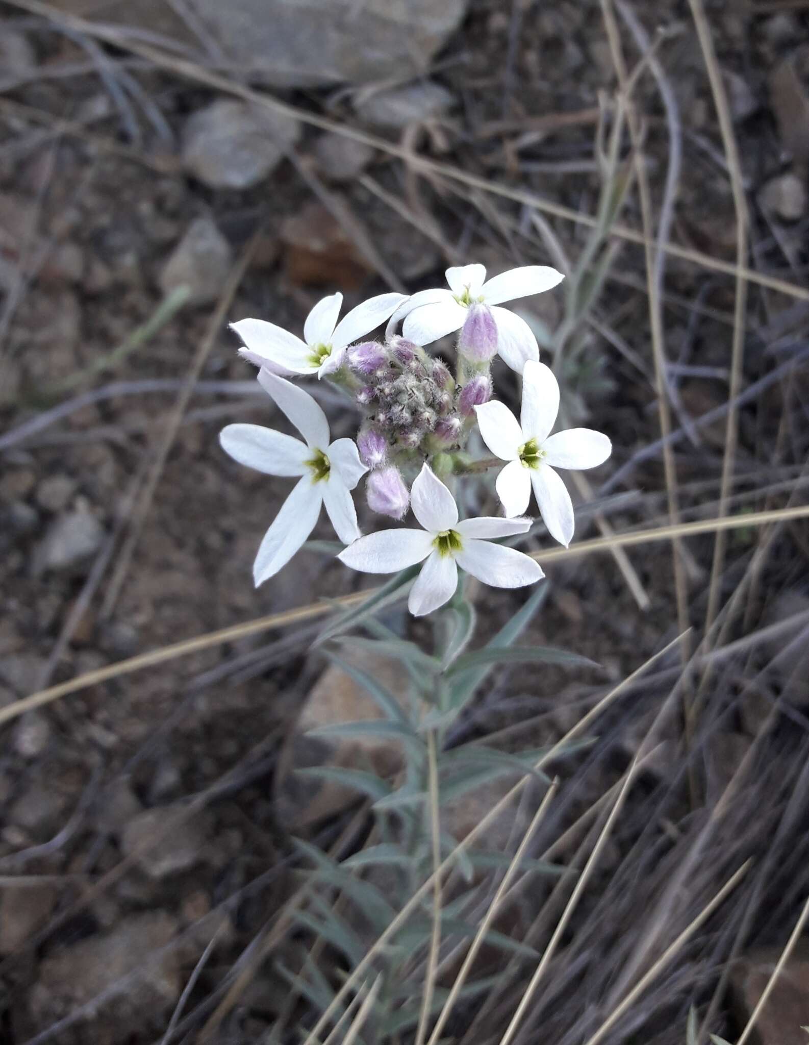 Plancia ëd Arjona patagonica Homb. & Jacquinot ex Decne.