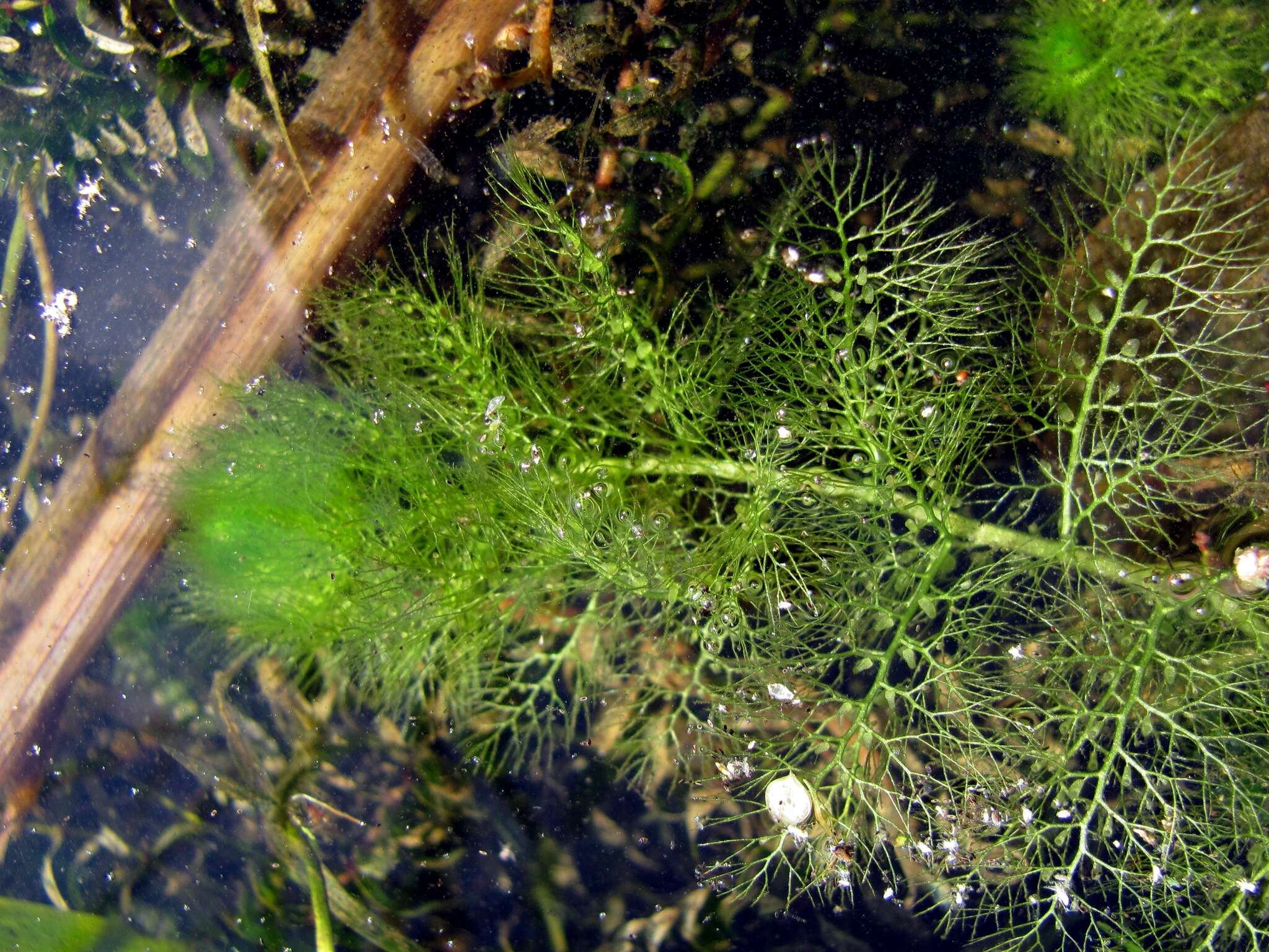 Image of Bladderwort