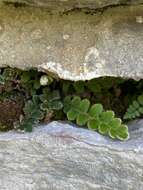 Plancia ëd Asplenium ceterach subsp. ceterach