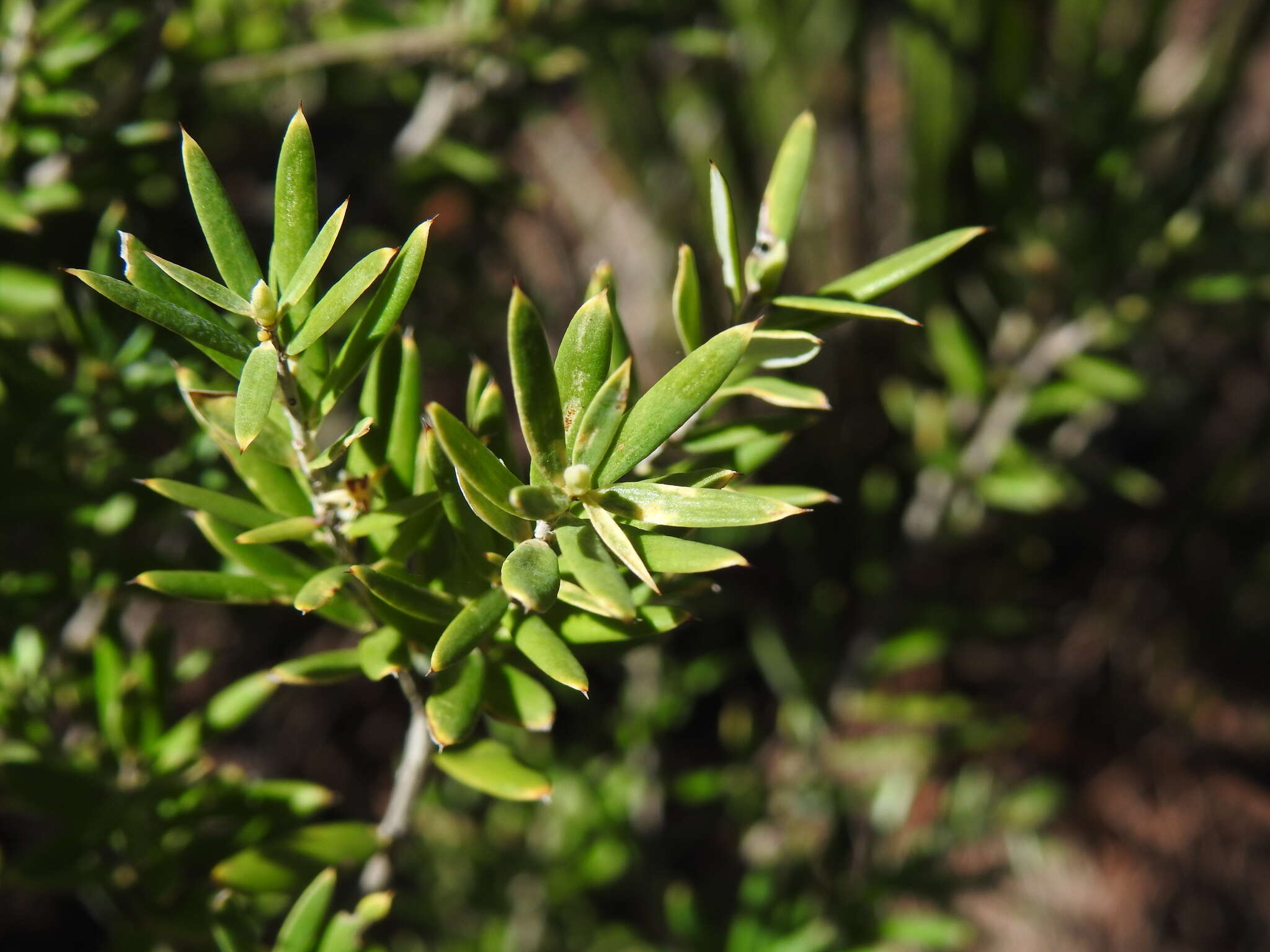 Image of Agiortia pedicellata (C. T. White) Quinn