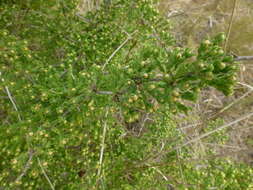 Image of Asparagus capensis L.