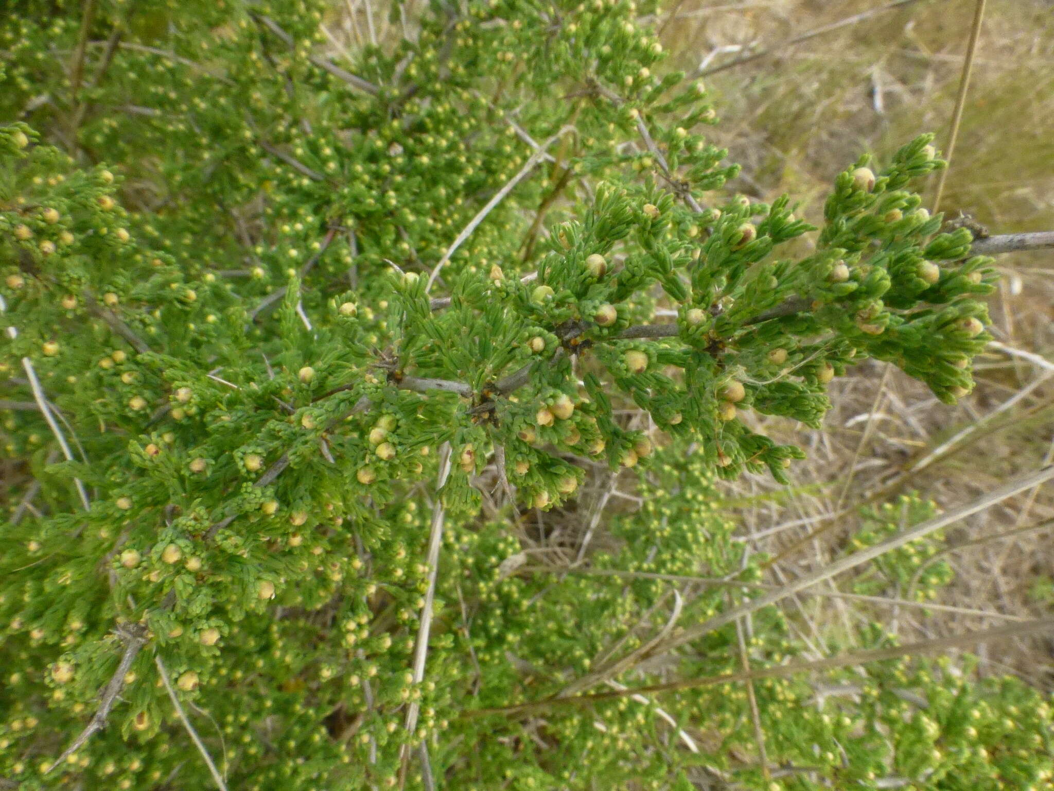 Image of Asparagus capensis L.