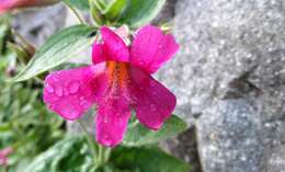 Image of Great Purple Monkey-Flower