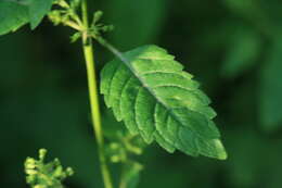 Clinopodium micranthum var. sachalinense (F. Schmidt) T. Yamaz. & Murata resmi