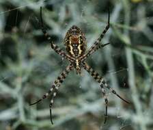 Image of Banded Argiope