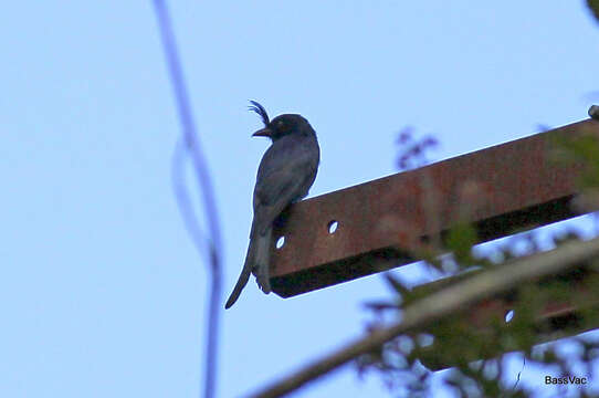 Image of Crested Drongo