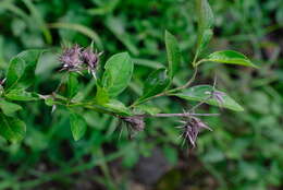 Image of white bushveld barleria