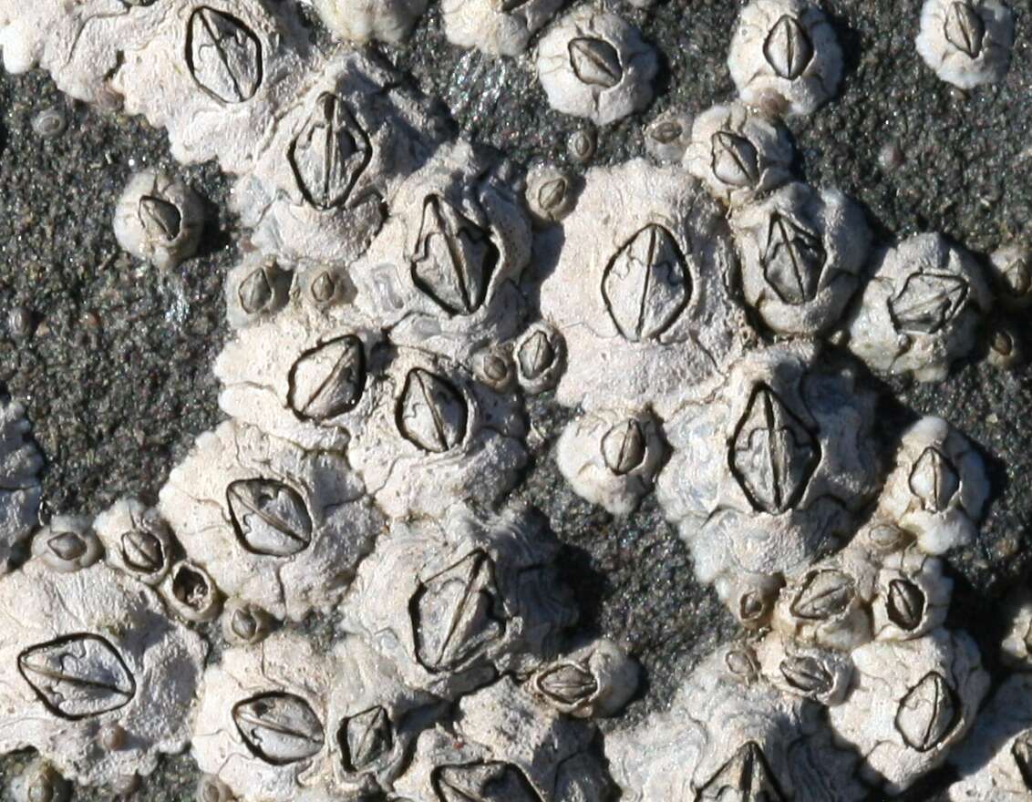 Image of barnacles