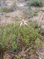 Image of Caladenia colorata D. L. Jones