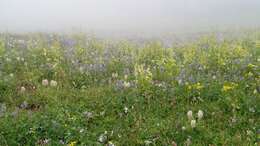 Image of broadleaf lupine