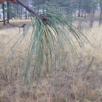 Image of Pinus pseudostrobus var. apulcensis (Lindl.) Shaw