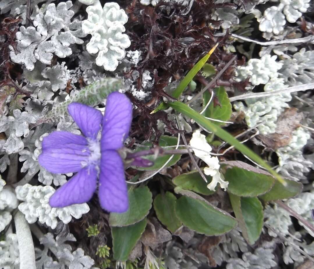 Image of Early Blue (Hook) Violet