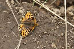 Image of Speyeria mormonia bischoffi Edwards 1871