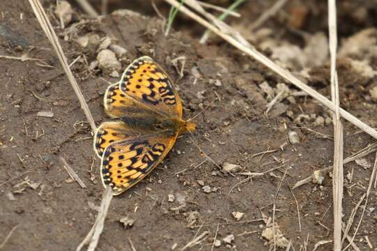 صورة Speyeria mormonia bischoffi Edwards 1871