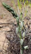 Image de Albuca canadensis (L.) F. M. Leight.