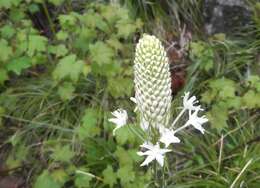 Image of Xerophyllum