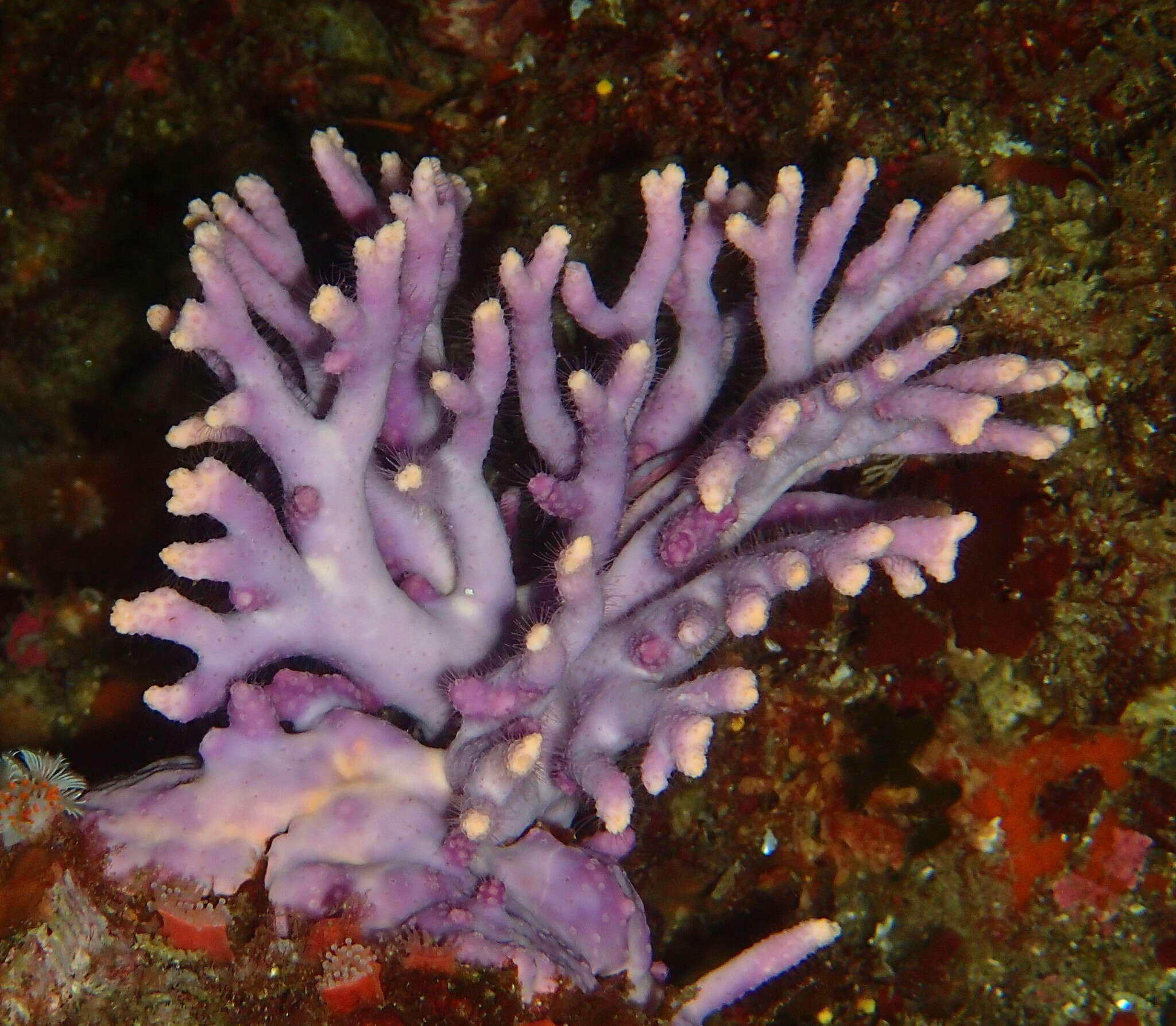 Image of California hydrocoral