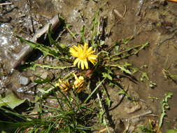 Plancia ëd Taraxacum palustre (Lyons) Symons