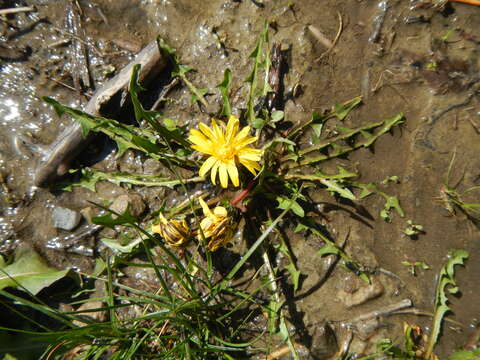 Image de Taraxacum palustre (Lyons) Symons