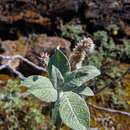 Salix calcicola Fern. & Wieg. resmi