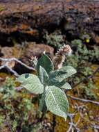 Salix calcicola Fern. & Wieg. resmi