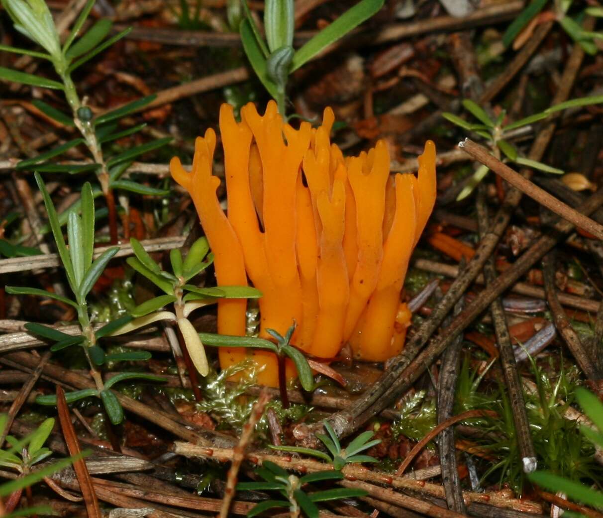 Image of Calocera viscosa (Pers.) Fr. 1821