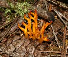 Image of Calocera viscosa (Pers.) Fr. 1821