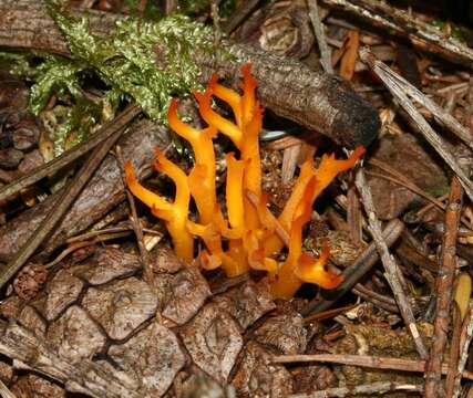 Image of Calocera viscosa (Pers.) Fr. 1821